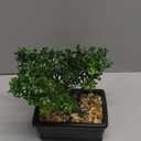 Artificial Bonsai Tree Juniper Faux Plants Indoor Small Fake Plants Decor with Ceramic Pots for Home Table Office Desk Bathroom Shelf Bedroom Living Room Farmhouse Decorations