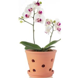 6 Inch Terracotta Orchid Pots with Holes, Saucers - 1 Pack Clay Orchid Planter Pots for Repotting, Small Terra Cotta Pot, Indoor & Outdoor, Promotes Air Circulation