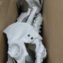 5 Ft Skeleton Halloween Decorations, Full Body Life-Size Skeleton Prop with Movable Joints for Halloween Decorations Outdoor Yard Haunted House Prop Decorations