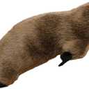 12 Inch Fluffy Realistic Look Stuffed Platypus Soft Plush Figure Toys Kawaii Platypus Plushies Duckbill Gift for Kids and Lovers (Coffee)