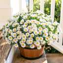 Daisy Artificial Flowers for Outdoors Decoration, 6 Bundles Fake Plants Flowers Bouquet White Faux Flowers for Outdoor Planter Look Real UV Resistant Silk Flowers for Outside Front Door Porch Patio