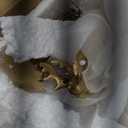 DN DECONATION Christmas Decoration Reindeer and Tree Figurines  Xmas Reindeer with White & Silver Tree Statues Decor  Resin Christmas Village for Winter Table Mantle Decor Set of 5