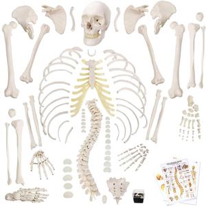 Disarticulated Human Skeleton Model for Anatomy 67 inch High, Full Size Skeleton Models with Poster, Skull, Bones, Articulated Hand & Foot Disarticulated Human Skeleton Model for Anatomy 67 inch High, Full Size Skeleton Models with Poster, Skull, Bones, Articulated Hand & Foot