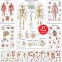 17 Human Anatomy Posters - Medical Posters, Circulatory, Skeletal, Male Reproductive, Female Reproductive, Muscular, Lymphatic, Nervous, Digestive, Endocrine, Respiratory, Urinary Systems, Anatomy of the Spine, Brain, Ear, Nose & Throat, Heart, Eye, Teeth, Models, Science Biology Health Poster for Classroom, Office, 18x30