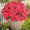 Thiccywoov 30 Pcs Fake Silk Azalea Bouquet Flower Artificial Flowers for Outdoors UV Resistant Realistic Colorful Faux Spring Floral for Outdoor Garden Window Porch Pots Wedding Decor(Rose Red)