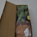 Emoin Dancing Talking Cactus Toy for Baby Boys Girls Gifts,Dancing Cactus Singing Mimicking Recording Repeating What You Say Baby Toys