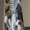 Mike The Muscle Skeleton