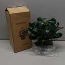 AlphaAcc Artificial Succulents Plants Decor Greenery Fake Succulents Indoor Potted Fake Plant with Rustic Black Clay Planter for Farmhouse Room Bathroom Bedroom Kitchen Office Dese Coffee Table Decor (12.8" H)