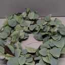 HD Designs Eucalyptus Wreath, 24 in