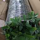 Artificial Green Boxwood Grass Wall Panels: 60"x120"50SQFT UV Protected Ivy Privacy Hedge Fence Screen for Chain Link Fences Indoor,Outdoor Patio Balcony & Garden