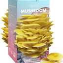 Organic Edible 4lbs Golden Oyster Mushroom Growing Kit, Made in USA, Double-Side Mushroom Grow Kit Indoor, Harvest Gourmet Mushrooms in 10 Days, Top Gardening Gift, Holiday Gift