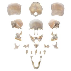 22 Partially Detachable Human Skull Model, Life Size Skull Model with Detailed Product Manual, Suitable for Medical Teaching, Orthopedic Research, Student and Doctor Training