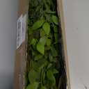 Fake Plants Eucalyptus Stems,Plastics Ficus Stems for Vase Artificial Plants,Greenery Stems for Vase Faux Plants Indoor,43.3" Faux Greenery Indoor Vase Fillers for Home Decor(4pcs Orange)