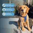 Best Pet Supplies Voyager Step-in Air Harness - All Weather Mesh, Reflective, No Pull Harness for Dogs, Cats - Secure with Hook & Loop Fastener, Buckle, Double D-Rings - Royal Blue, L
