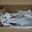 breesky Human Skeleton Model for Anatomy- Life Size Medical Human Skeleton Model with Nervous System 70.8 in with Rolling Stand for Medical Study