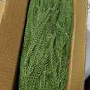 Waipfaru 36" Christmas Norfolk Pine Branches, 12 Pcs Real Touch Norfolk Pine Stems, Faux Christmas Greenery Stems Picks Cedar Stems for Vase DIY Crafts Xmas Indoor Outdoor Home Decor