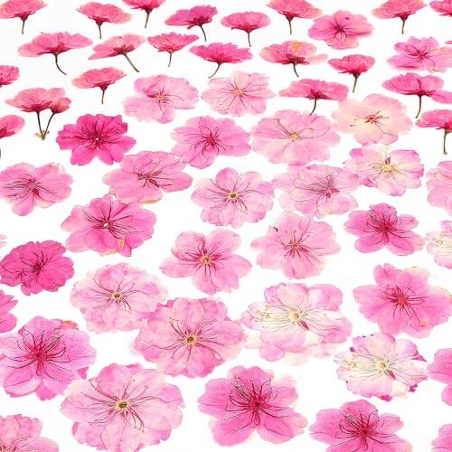 48 Pcs Mix Natural Dried Pressed Cherry Blossoms for Floral Cake Decorating, Cocktail Garnish, Resin Jewelry Making, DIY Art Crafts (Pink Sakura)