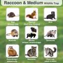 HOMESTEAD 32 Inch Live Animal Trap - Specialized for Raccoons, Opossums, Groundhogs, Skunks, Feral Cats, Squirrels - Humane Way Catch & Release Animal Trap