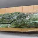 Artificial Plant 4ft Golden Cane Palm Tree UV Resistant 2 Pack JZL-4-2 Keeplush