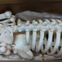 JOYIN Halloween Golden Retriever Skeleton 34” Animal Dog Plastic Skeleton with Movable Posable Joints for Haunted Houses Halloween Decorations, Graveyard Scenes, Outdoor Indoor Garden Party Decor