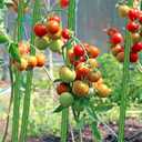 Garden Stakes 57 Inches Sturdy Green Plant Sticks 25 Pack, Metal Tomato Stakes Support, Yard Plant Support Cage for Potted Plants, Tomatoes, Trees, Cucumber, Fences, Beans (57 inch)
