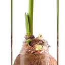 2 Pcs Glass Bulb Vase 11 Inches Tall Flower No Messy Soil Bulb Forcing Bud Clear Tall Glass Vases for Small Plant Table Centerpieces Wedding Birthday Party Decorative Supplies