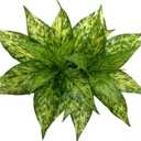 Artificial Agave Fake Plants, Faux Shrubs Grass Bushes Plant Plastic Flowers for Wedding Party Office Indoor Outdoor Room Yard Garden Greenery Leaves Decor Planter Filler Decoration Yellow 2 Pack