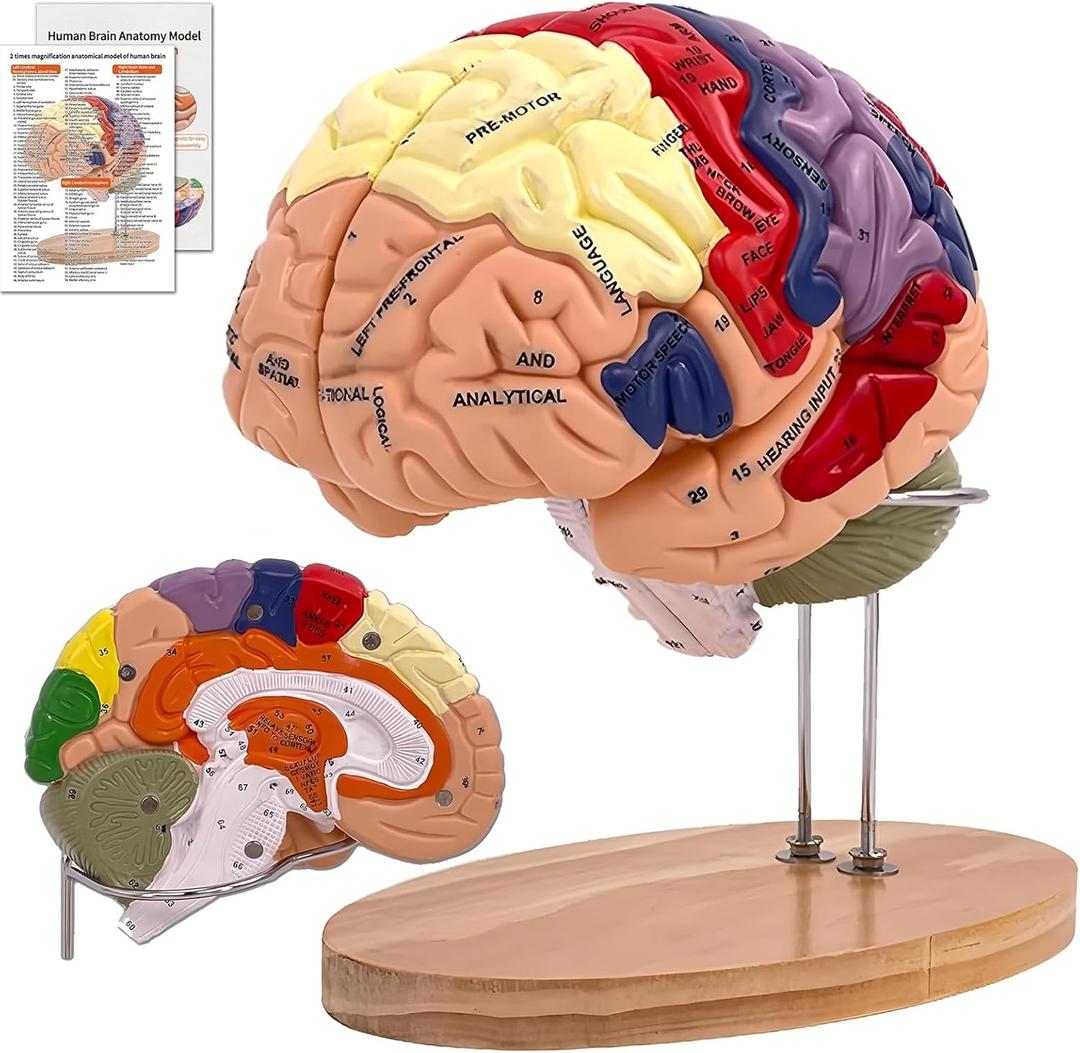 DSFGFRR Human Brain Model 2X Life‑Size, Brain Anatomy Model for Neuroscience, 4‑Part Detachable 3D Brain Model with Laser‑Engraved Labels and Stand for Psychology Neuroscience Learning