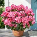 Fake Geraniums Artificial Flowers for Outdoors Outside, 6 Bundles Pink Silk Geraniums Fake Flowers Plants UV Resistant Realistic Faux Flowers for Outdoor Planters Garden Balcony Yard Porch Indoor