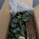 Nearly Natural 34in Artificial Pothos Ivy Plant with Ledge Basket Faux Trailing Cascading Greenery for Indoor Home Decor