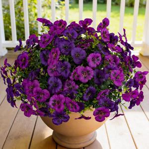12 Piece Outdoor Artificial Flowers Fake Pansies -Two-Tone Faux Flowers per Stem, UV Resistant for Indoor Outdoor Porch Garden Planters Patio Window Box Home Decor(Purplish Red)