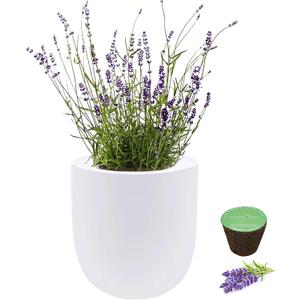 Hydroponic Herb Growing Kit, Self-Watering Kitchen Herb Garden Starter Kit with Organic Seeds (Lavender)