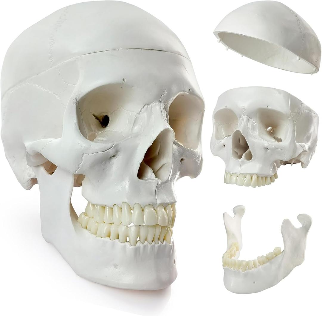 HADWYN 2025 New Human Skull Model, Life Size Medical Anatomy Anatomical Adult Model with Removable Skull Cap and Articulated Mandible, Full Set of Teeth