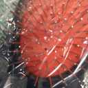 Scalpmaster Wire Cushion Brush, Black