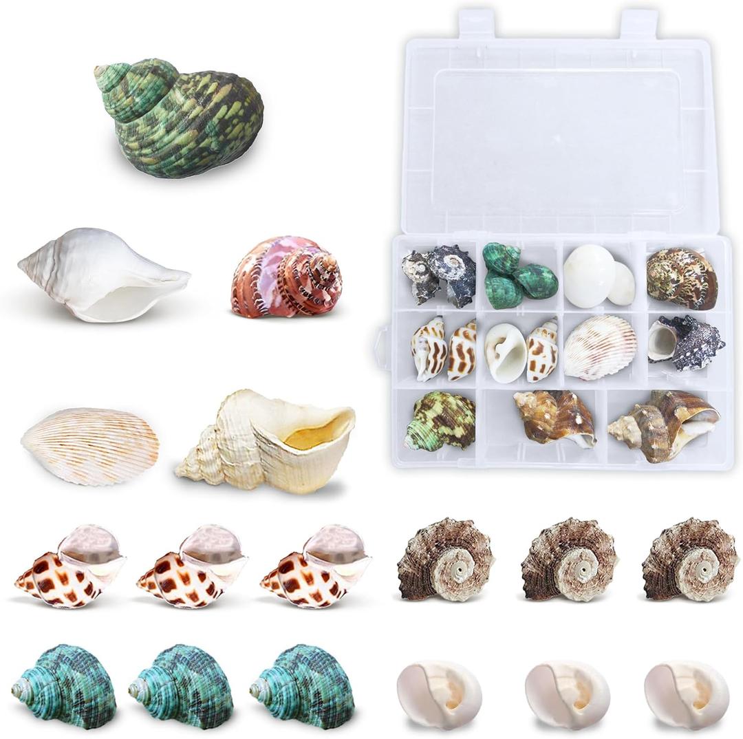 JOR Hermit Crab Shells, A Must for New Starter Habitats, Shelter for Crustaceans, Terrarium Decoration, Growth Turbo Seashells in Various Shapes and Sizes.