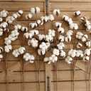 idyllic Cotton Stems Decor Branches, Cotton Flowers Plants for Decorations, Dried Flowers for Vase, 6 Pcs-31 Inches Tall - 12 Bolls per Stem