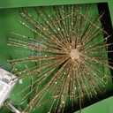 Holiday Home Led Starburst Tree Topper, Gold, 15 White Warm LED Lights 10.5 in W x 14 in H x 1.25 in