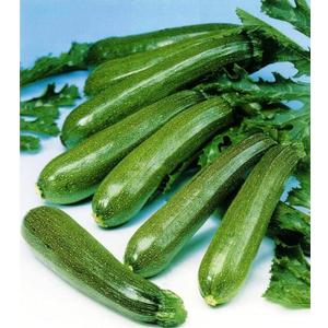 2 x Seeds SunGreen Zucchini Squash Non GMO Vegetable Heirloom for Planting