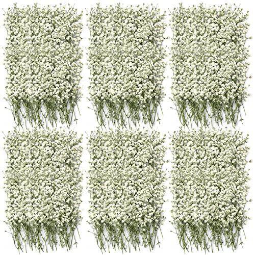 Coume 300 Pcs Mini Dried Babys Breath Flowers Pressed Babys Breath Ivory White Dried Flowers Bulk Natural Gypsophila for Wedding Invitation Bridal Scrapbook Bookmark DIY Art Crafts Card Resin Candle