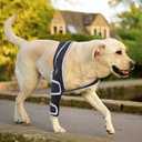 Dog Acl Knee Brace for Hip Dislocation, Cruciate Ligament Injury - Provides Stabilizing Support, Pain Relief, Pet Knee Wound Protection for Hind and Front Legs, M