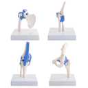 Mini Human Shoulder Elbow Hip Knee Joint Model Set, 1/2 Life Size Human Joint Anatomy Replica Set of Shoulder Knee Hip & Elbow Joints for Medical Classroom, PT, Chiropractic & Student Study