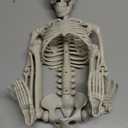 38" Skeletons for Halloween Decorations Outdoor, 3 Ft Skeleton with Posable Joints, Ideal Horror Props for Haunted House Halloween Party Favor Indoor Outdoor Decor