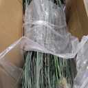 3ft Faux Onion Grass Set of 2, Indoor Outdoor Artificial Plant and Greenery