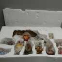 Kurt Adler 12-Piece Nativity Set with Wooden Stable
