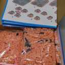 Animal Pig Micro Building Blocks Set2745PCS Gift for Adults and Kids