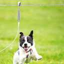 Dog Tie Out Runner for Yard,Trolley System for Large Dogs,Heavy Duty Dog Run Cable Lead 50ft with 10ft Pulley Runner Line for Small Medium and Large Dogs Up to 250lbs Running Outside Yard or Camping