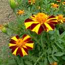6 x 100+ Seeds French Marigolds Mr. Majestic - Flower Brown