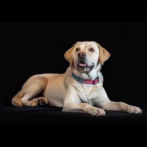 Kate Photography Floor Mat Black Photography Rubber Floor Mats Pure Black Flooring Mat Photo Studio Props, 8x5ft