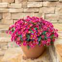 Daisy Artificial Flowers for Outdoors Decoration, 6 Bundles Fake Plants Flowers Bouquet Faux Flowers for Outdoor Planter Look Real UV Resistant Silk Flowers for Outside Garden Porch Patio, Dark Red