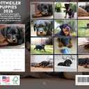 Rottweiler Puppy Calendar 2026 Wall 12 Month Monthly Rottie Puppies Rottweilers Gifts For Rottweiler Lovers Women Men Mom Dad | American Made In The USA
